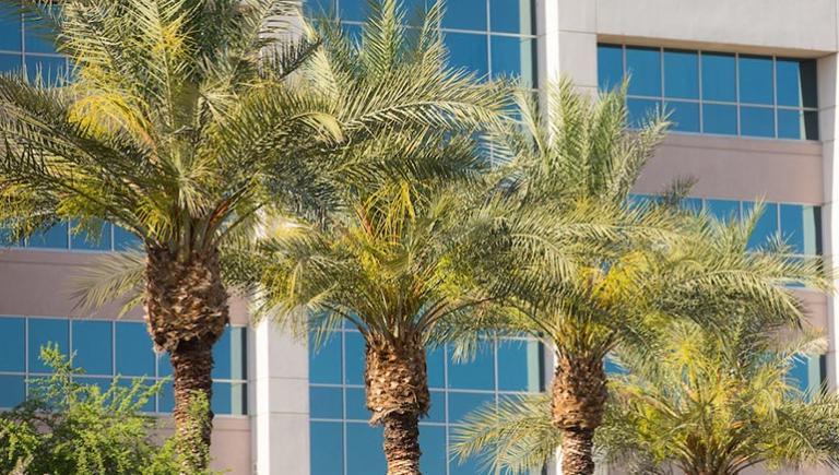 Palm trees at Phoenix campus